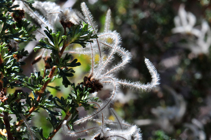 Cliffrose has bright green leaves and showy feather plumes. The beautiful plumes are extensions of the flowers style. Purshia stansburiana, Cliffrose